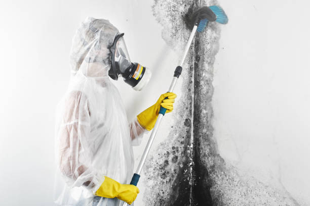 Best Post-Construction Mold Inspection  in Dunbar, SC