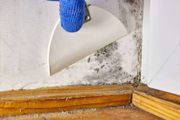 Best Commercial Mold Inspection  in Dunbar, SC